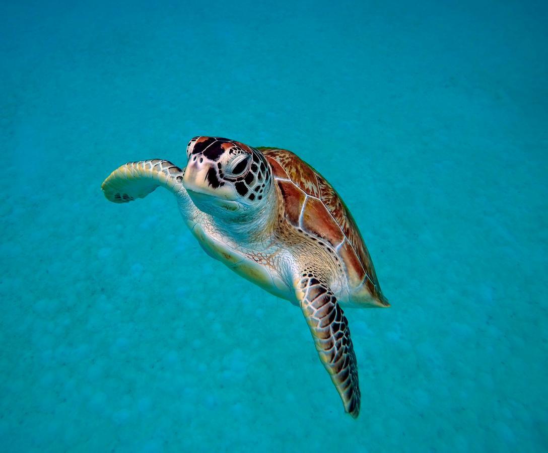 Seahorse Diver Guesthouse Kampong Pasir Panjang  Dış mekan fotoğraf